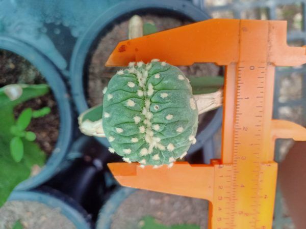Lophophora vairety mini Fricii Cristata Grafted on Hylocereus