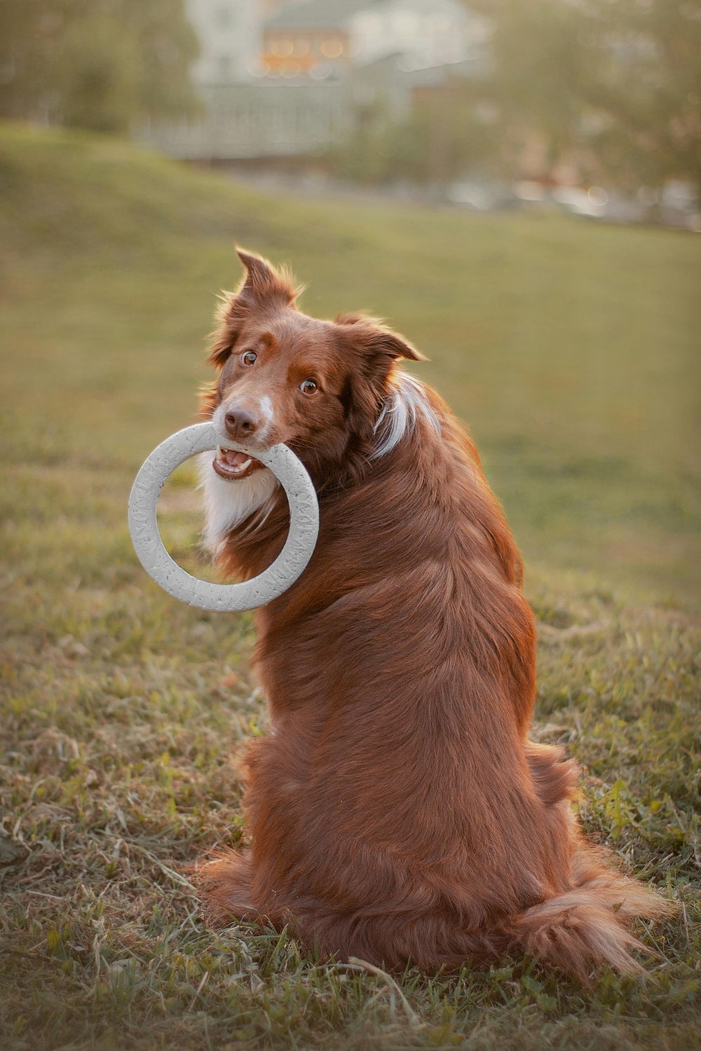 Dog toy bagel