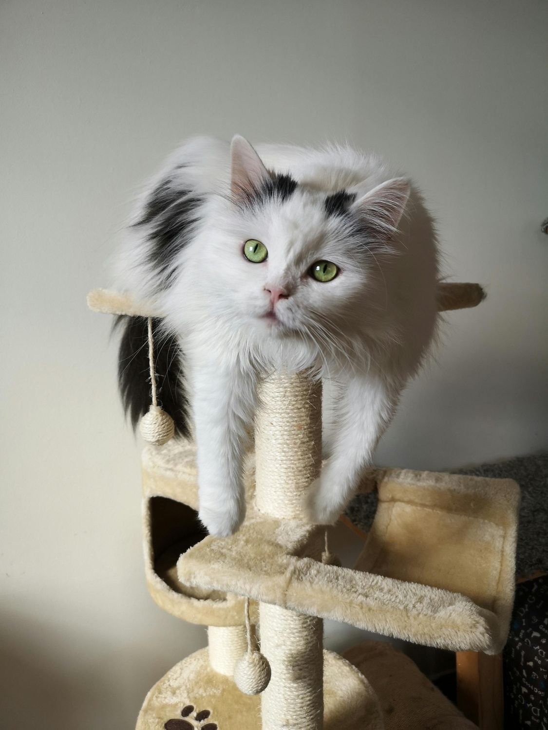 Scratching post