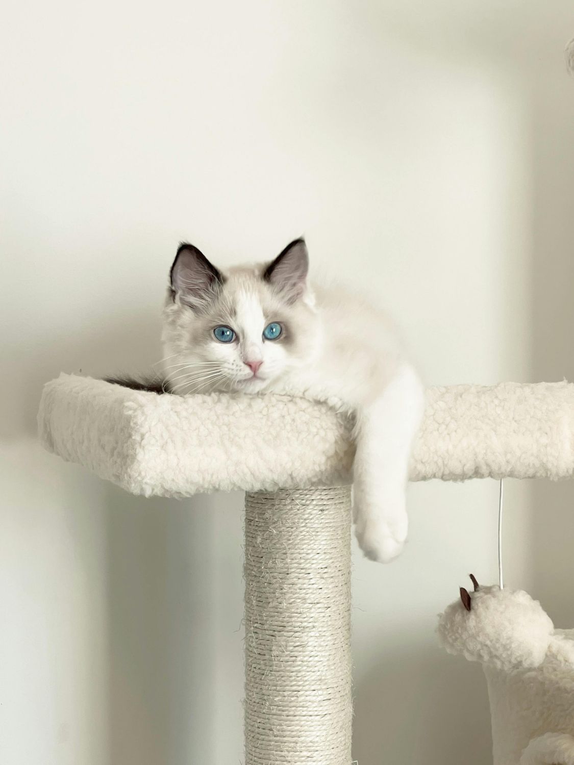 Scratching post