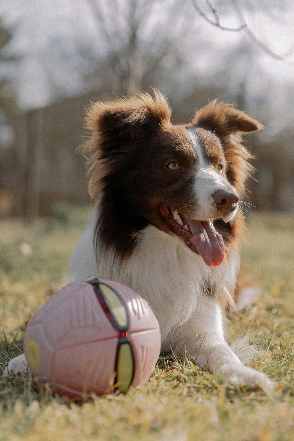 Dog ball