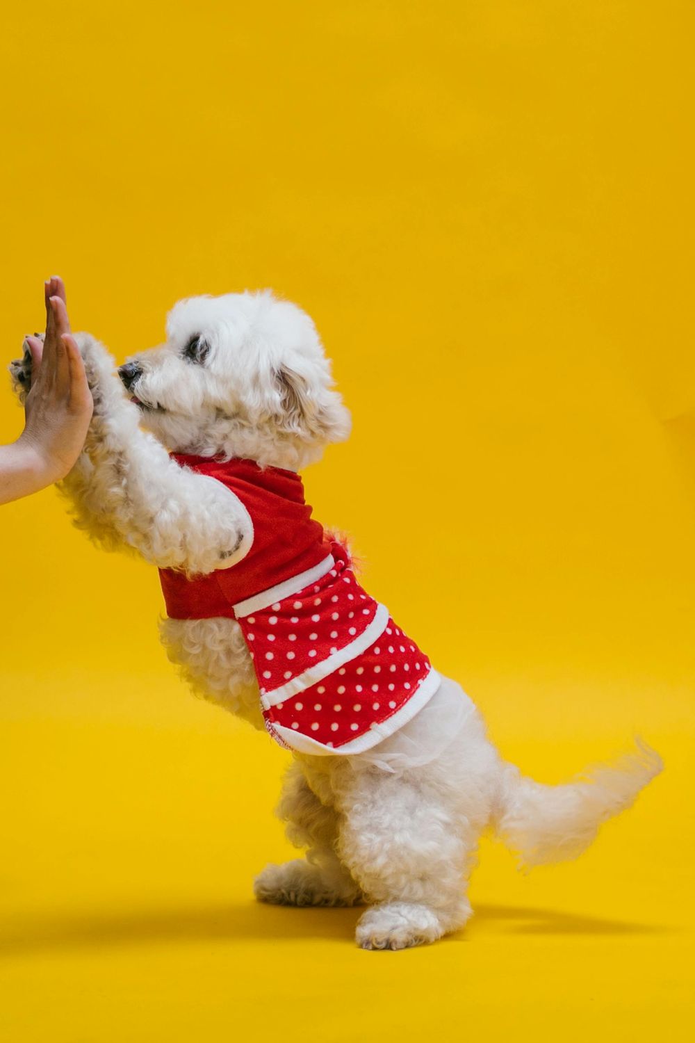 Dog outfit