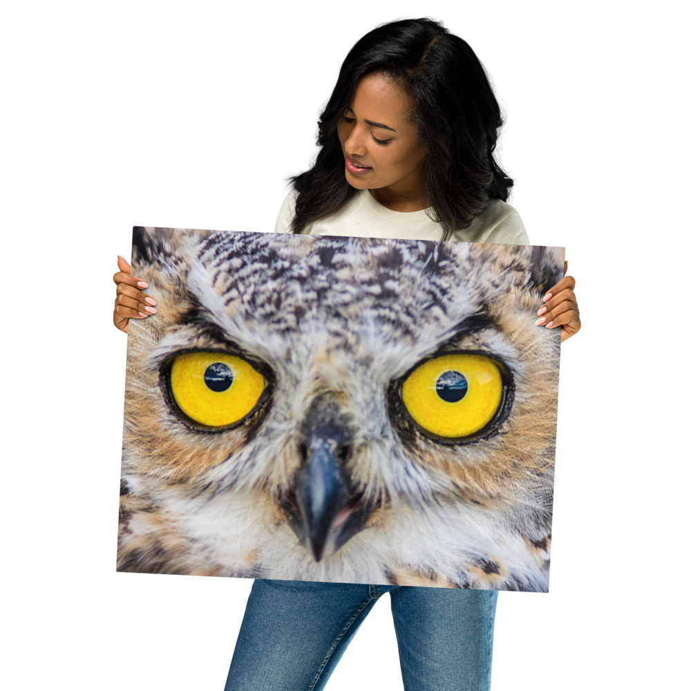 Owl Eyes—Metal prints