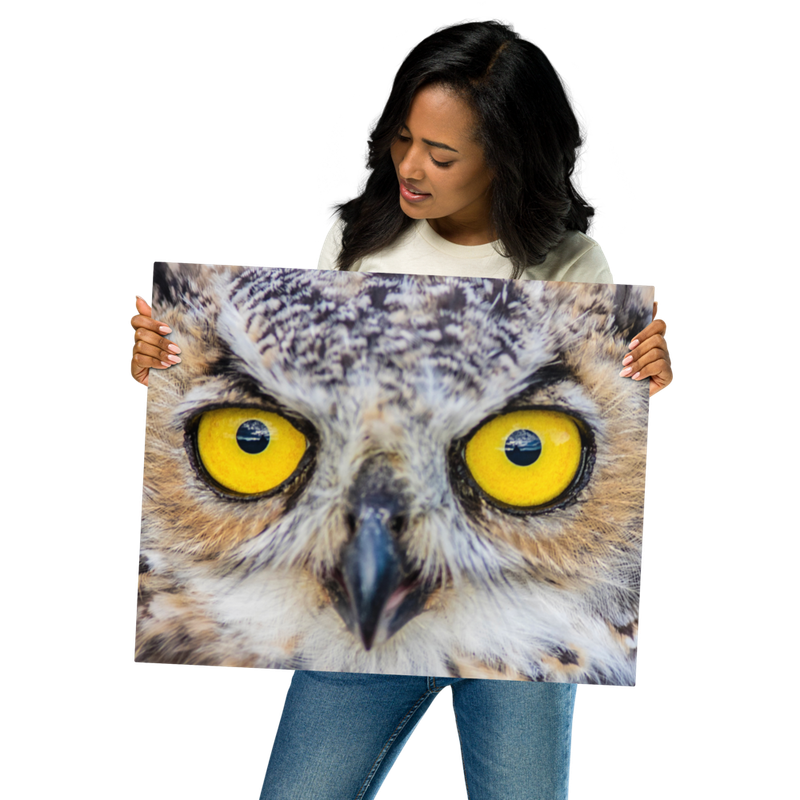 Owl Eyes—Metal prints