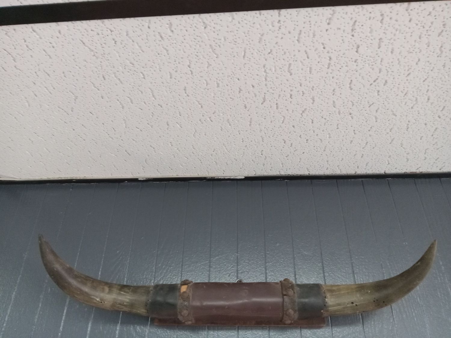 Bull Horns