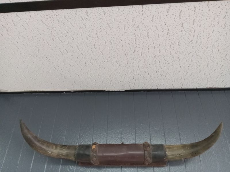 Bull Horns