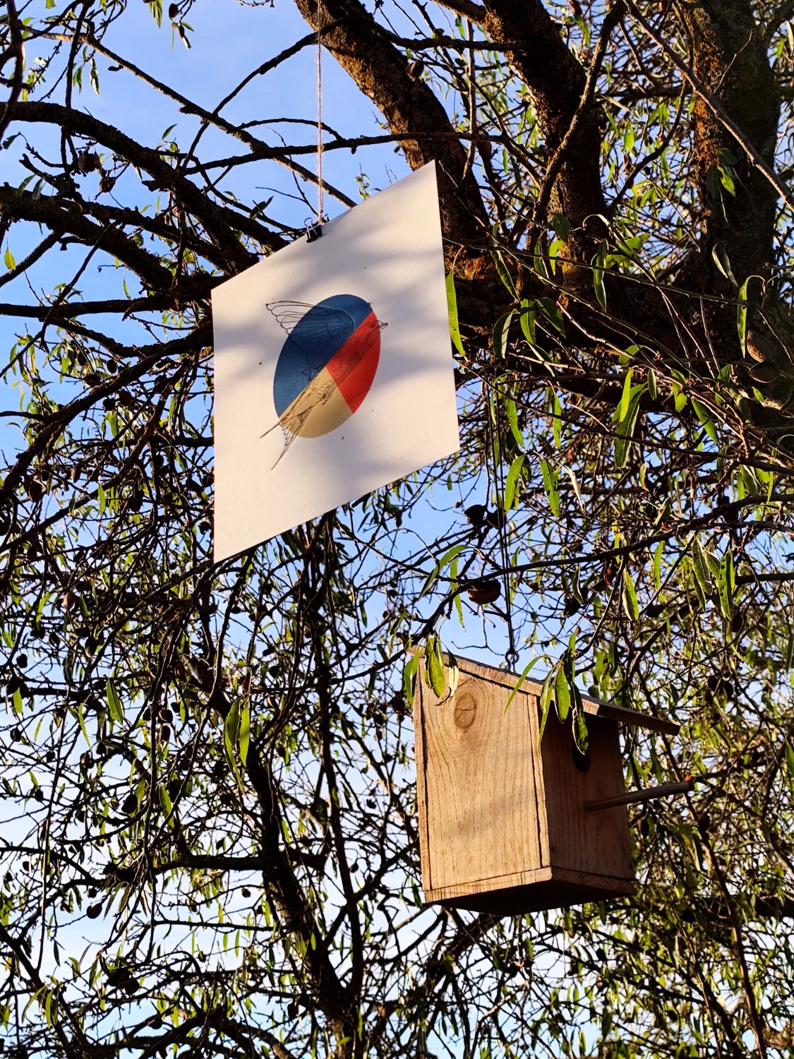 Golondrina