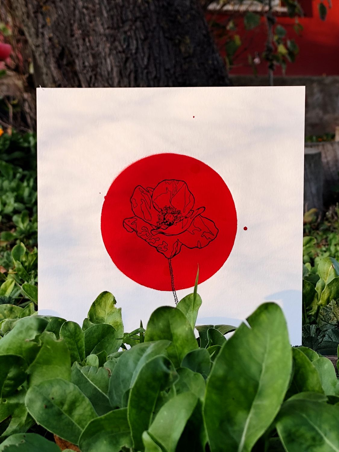 Amapola