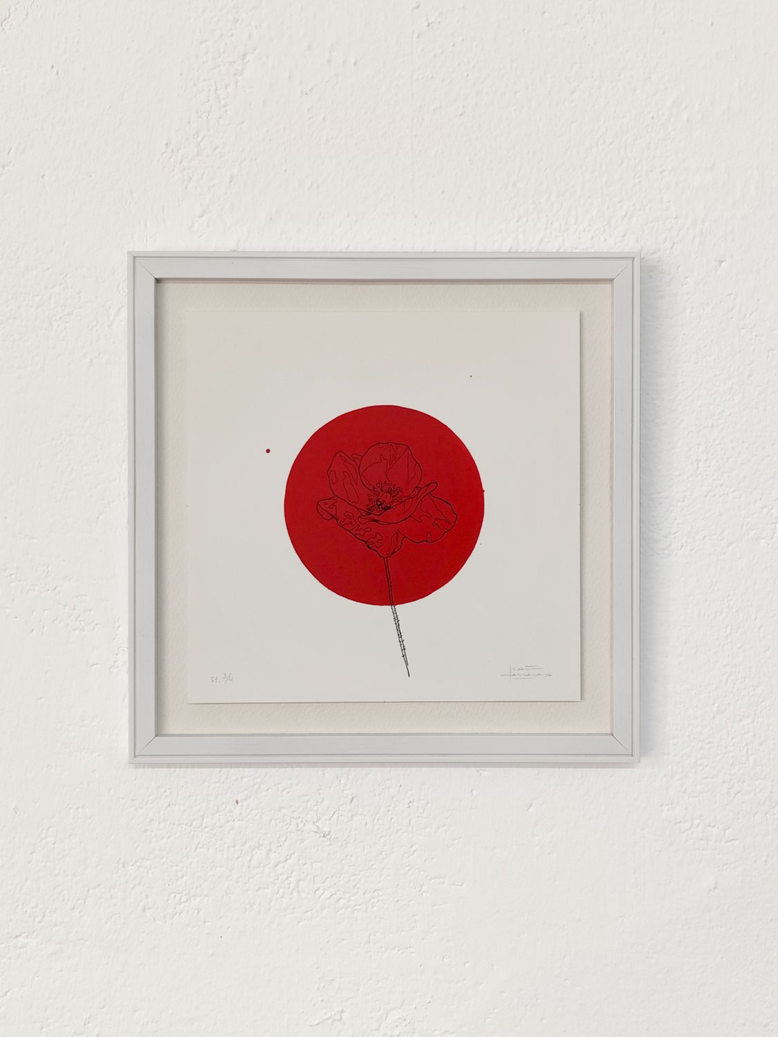 Amapola