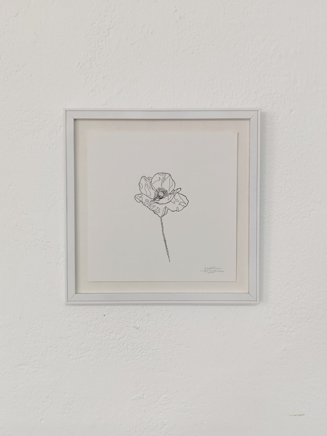 Amapola