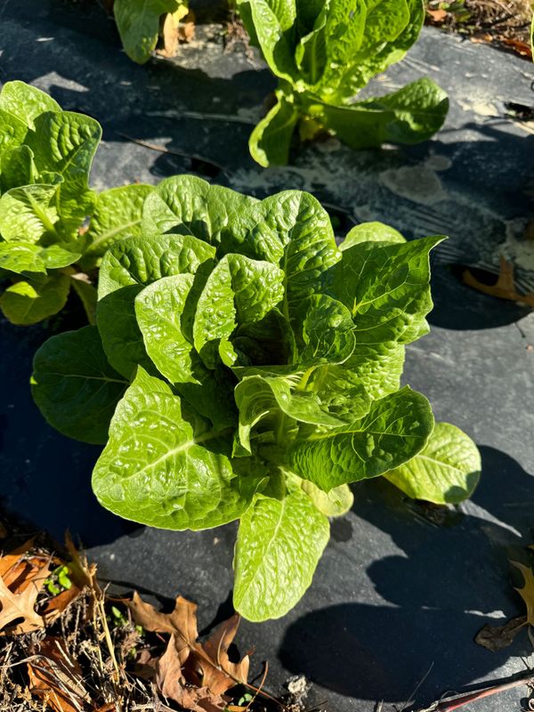 Green Romaine Lettuce