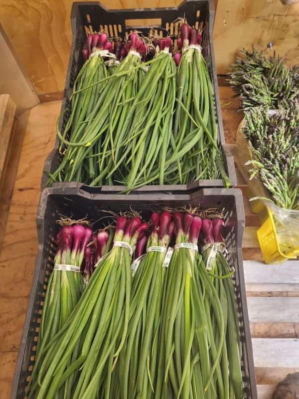 Green Onion Knobbies