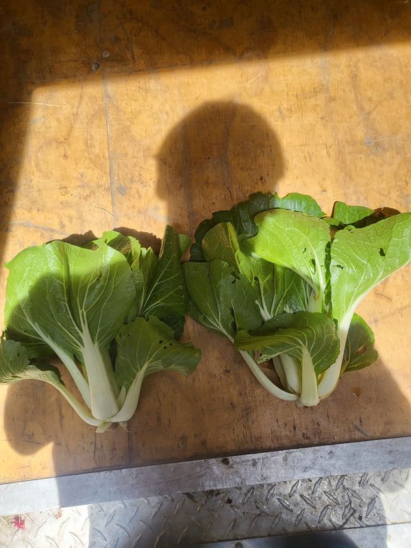 Bok Choy