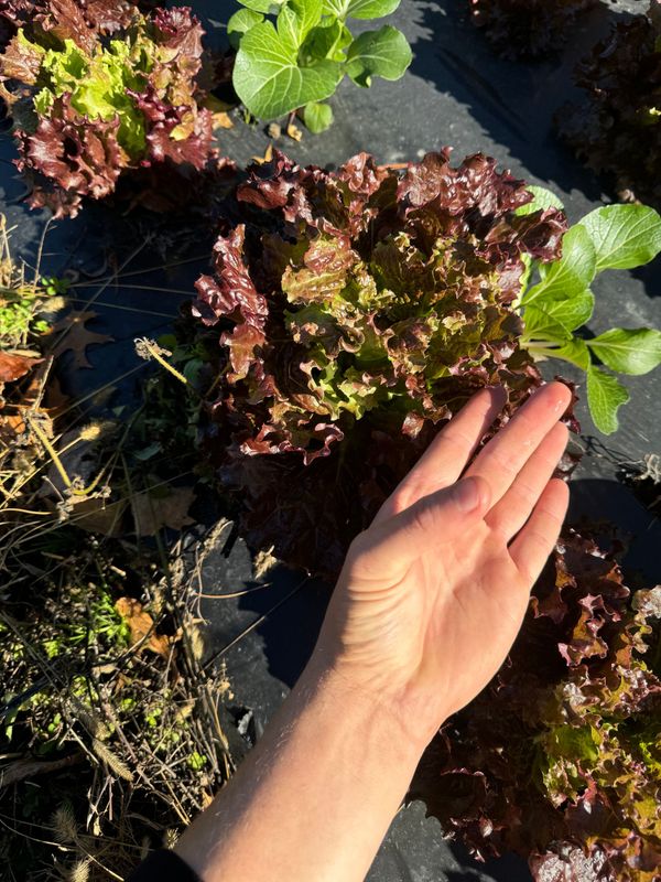 Red Leaf Lettuce