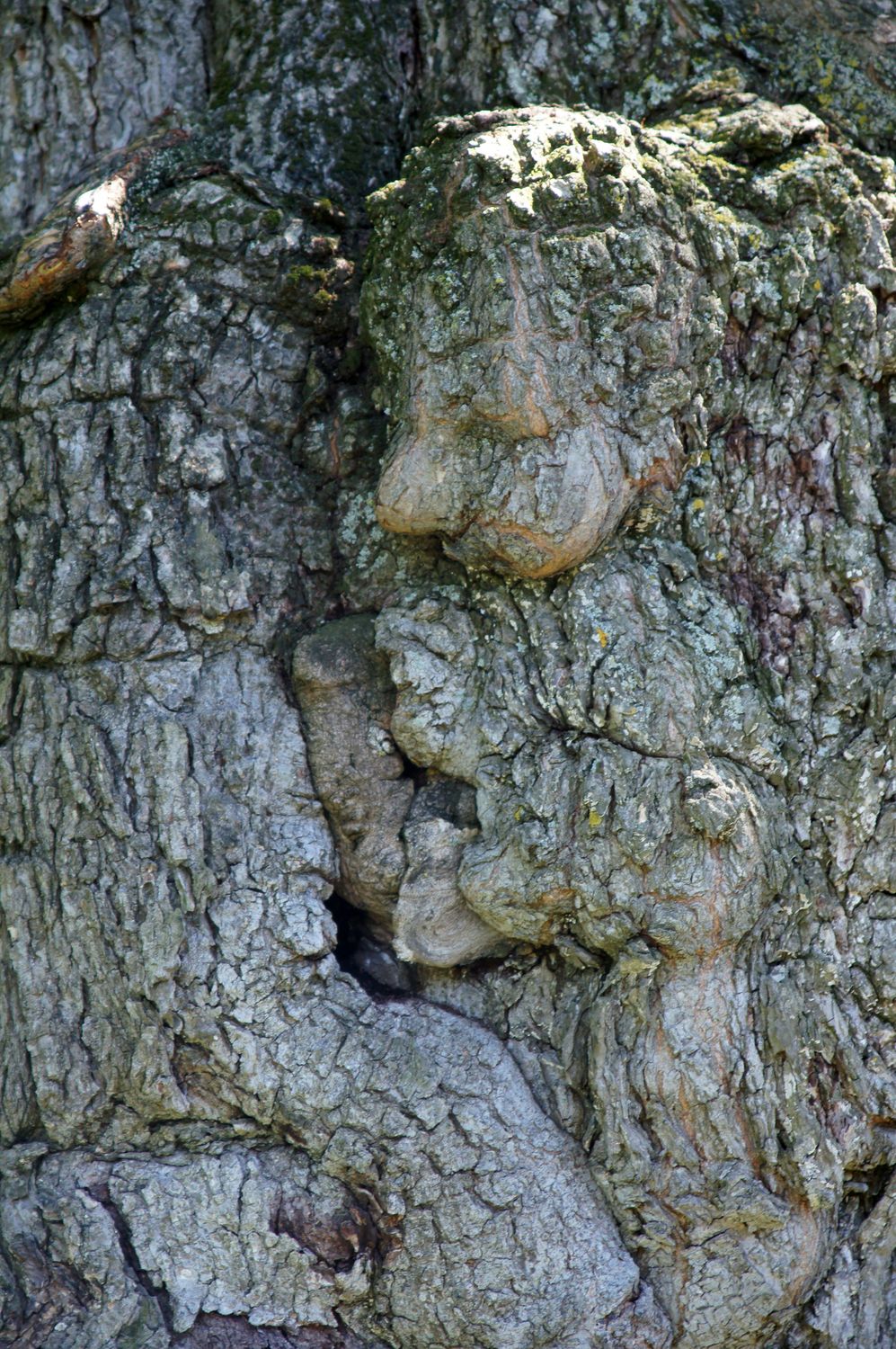 L'enfant et l'arbre