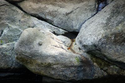 Le béluga