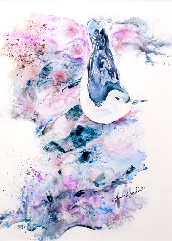 Petite sittelle Petite sittelle