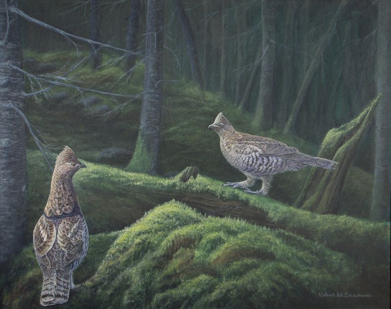 Gélinottes hupées Gélinottes hupées