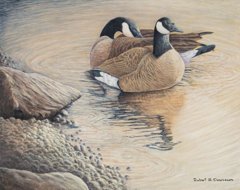 Bernaches du Canada Bernaches du Canada