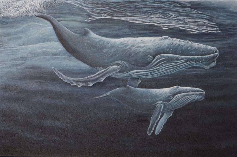 Baleines à bosse Baleines à bosse