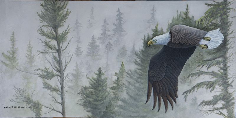 Pygargue à tête blanche Pygargue à tête blanche