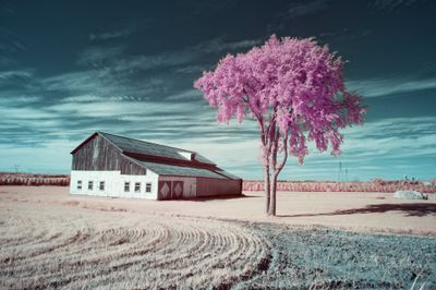 Arbre d'été