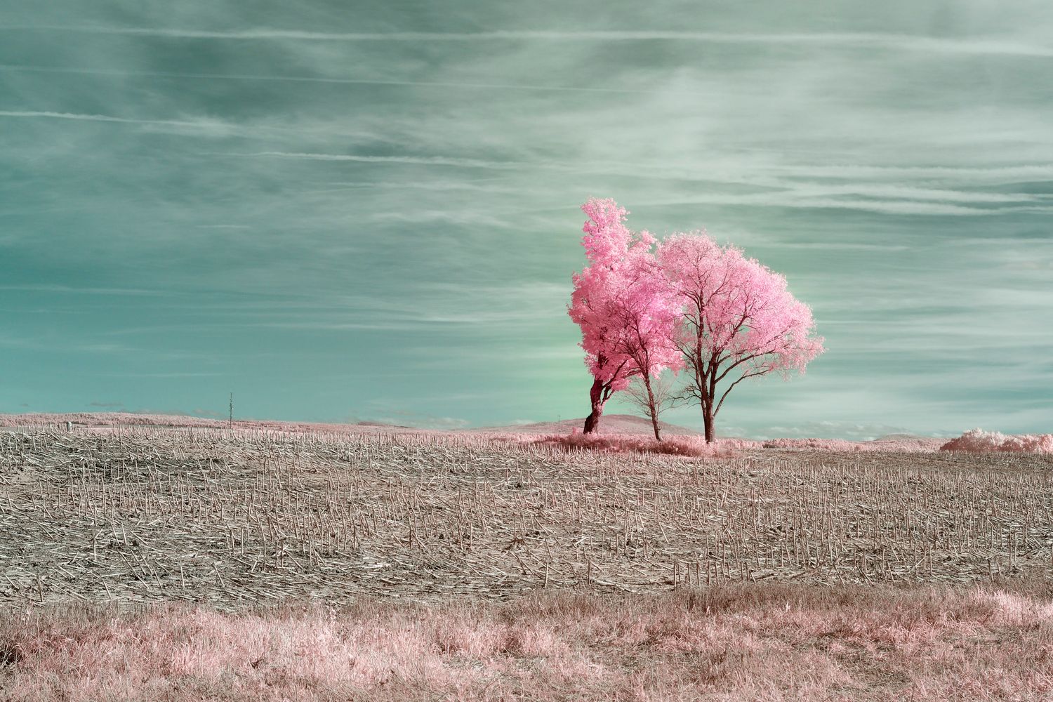 Vent d'arbre et de couleurs