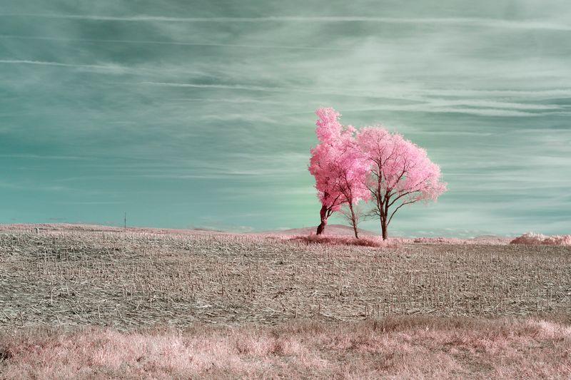 Vent d'arbre et de couleurs