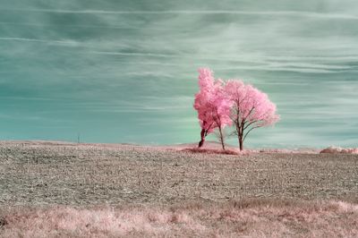Vent d'arbre et de couleurs