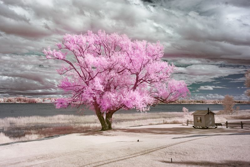 Arbre de notre temps