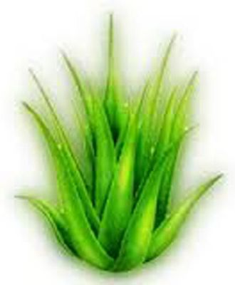 Aloe Vera - Produkte