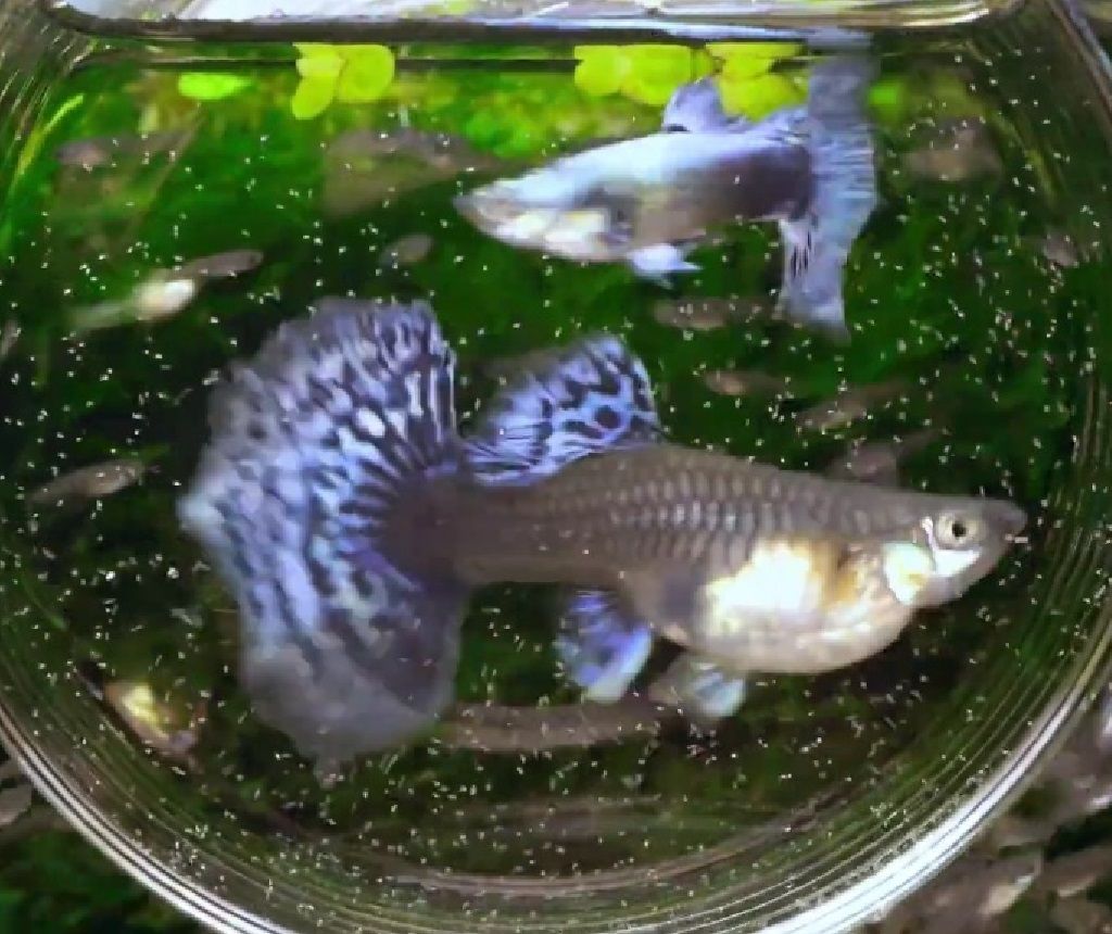 Chọn Mua Cá Bảy Màu Rồng Các Loại (Trống Mái)