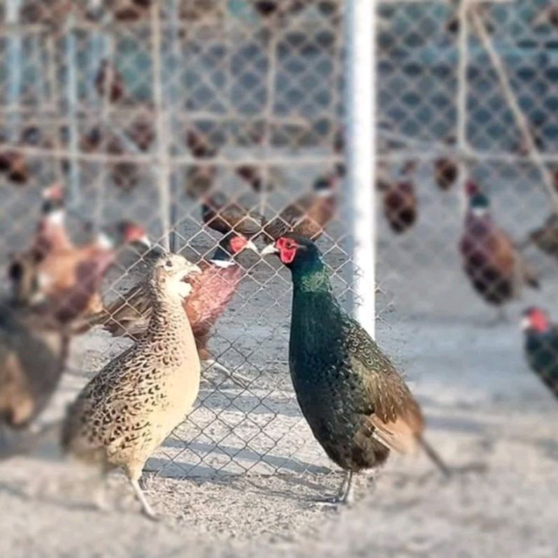 Gà, Chim, Thú Giống Hậu Bị