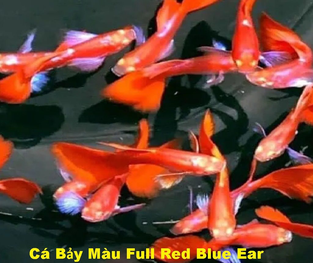 Chọn Mua Cá Bảy Màu Guppy Các Loại (Trống, Mái)