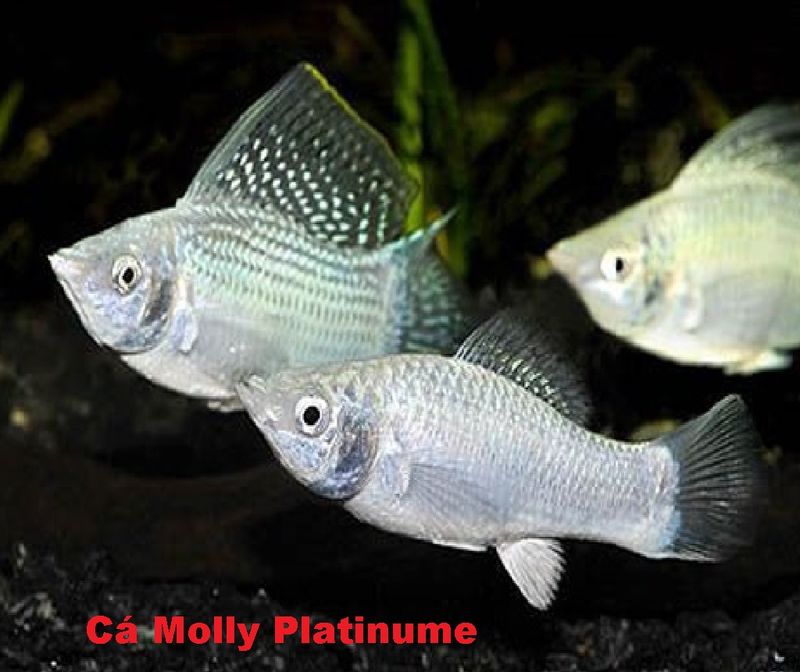 Chọn Mua Cá Molly, Ba Đuôi Đầu Lân (Trống, Mái)