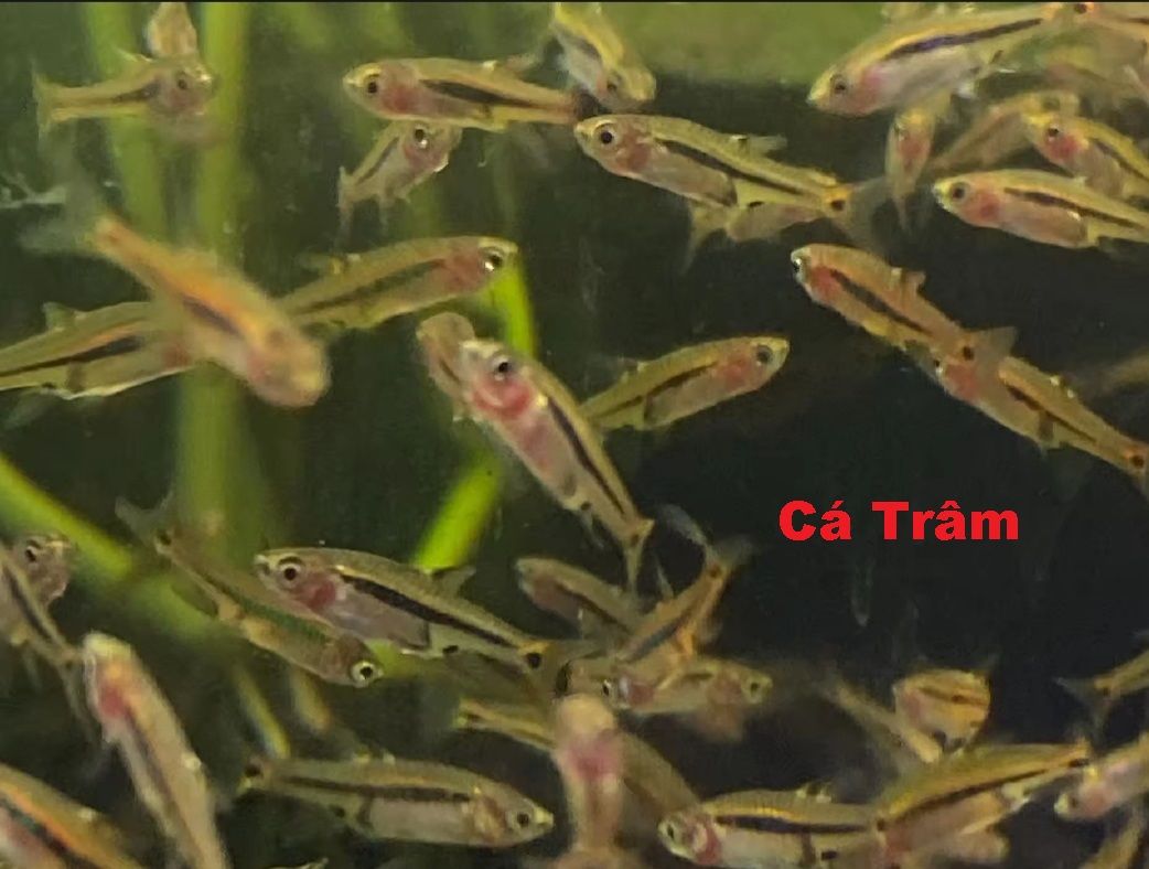 Cá Trâm, Cá Buồm Dạ Quang (Nuôi Thủy Sinh)
