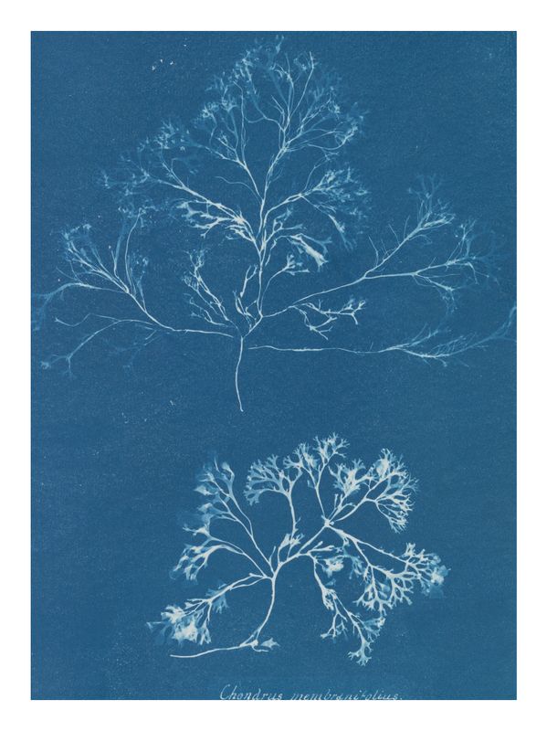 Plakat Atkins Cyanotype of Seaweed I