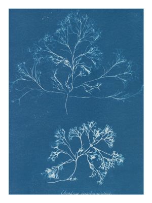 Plakat Atkins Cyanotype of Seaweed I