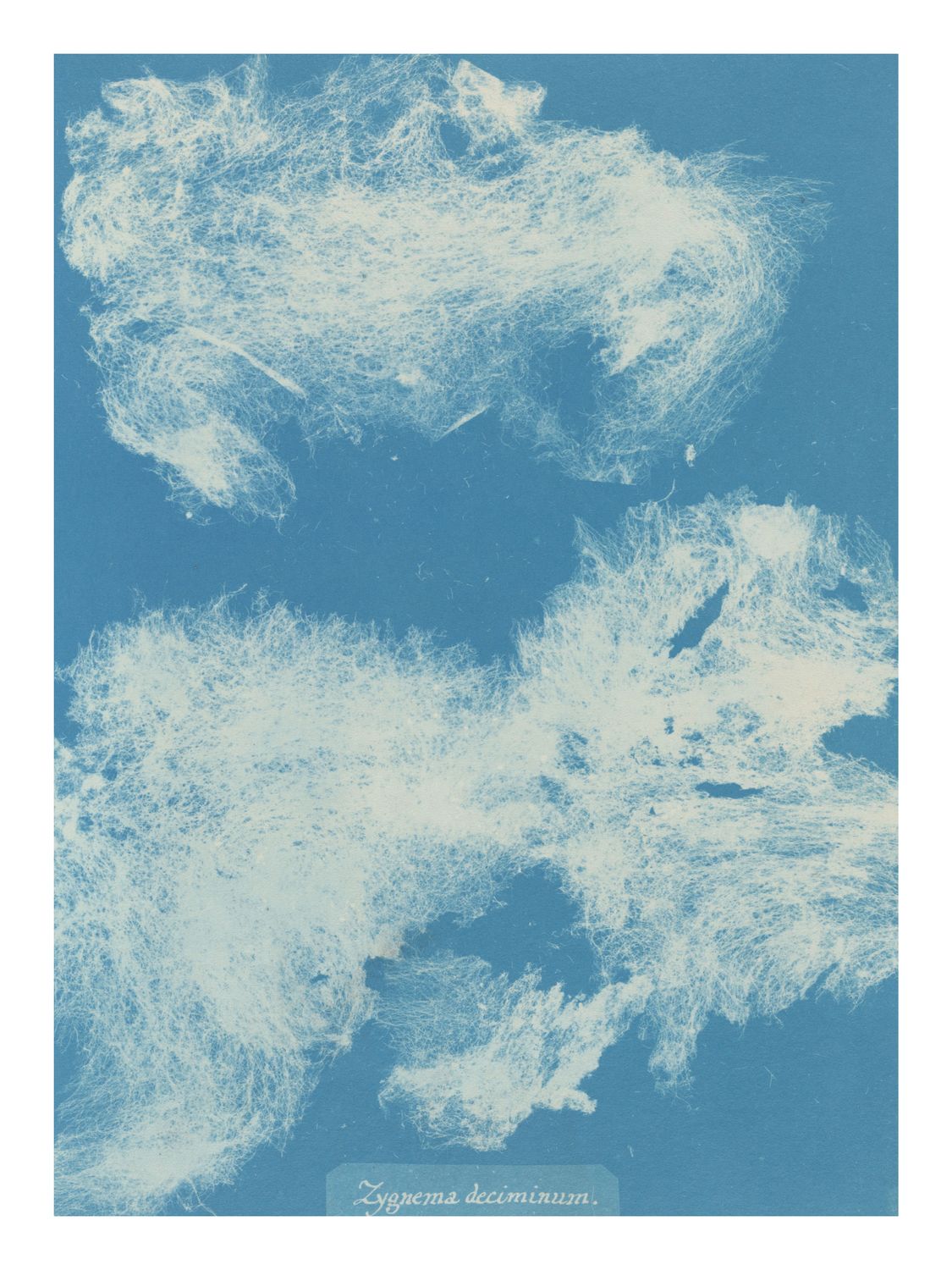 Plakat Atkins Cyanotype of Seaweed II