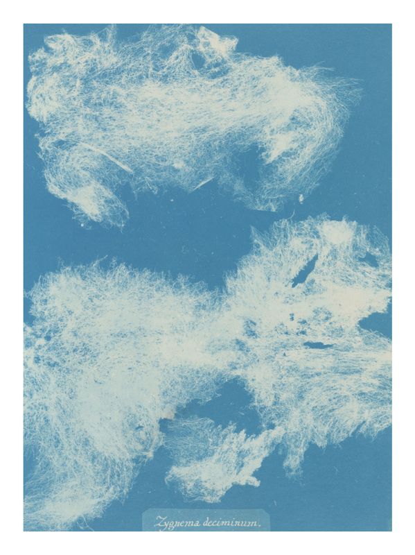 Plakat Atkins Cyanotype of Seaweed II
