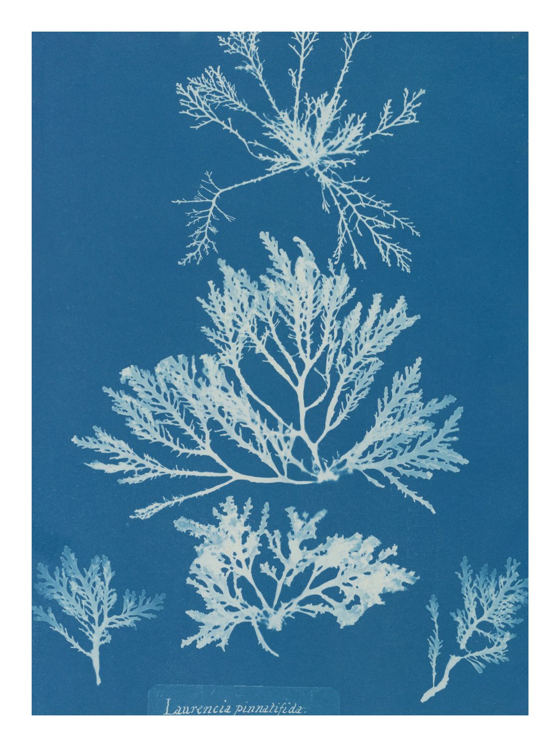 Plakat Atkins Cyanotype of Seaweed III