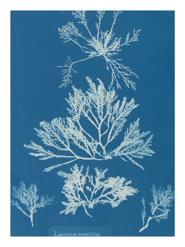 Plakat Atkins Cyanotype of Seaweed III