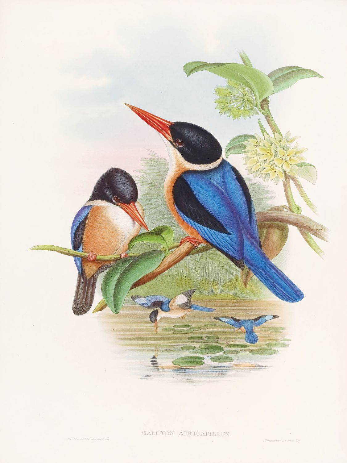 Plakat J.Gould III