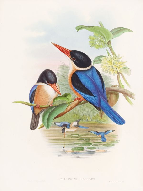 Plakat J.Gould III