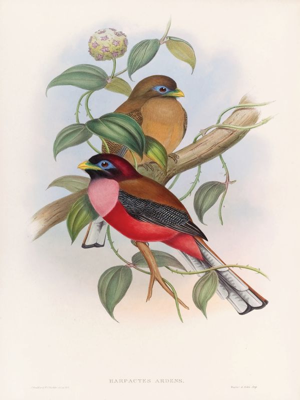 Plakat J.Gould I