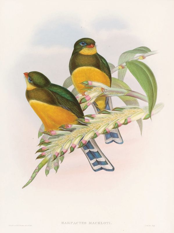 Plakat J.Gould II