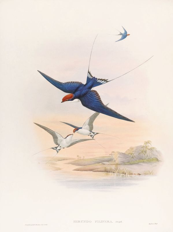 Plakat J.Gould V