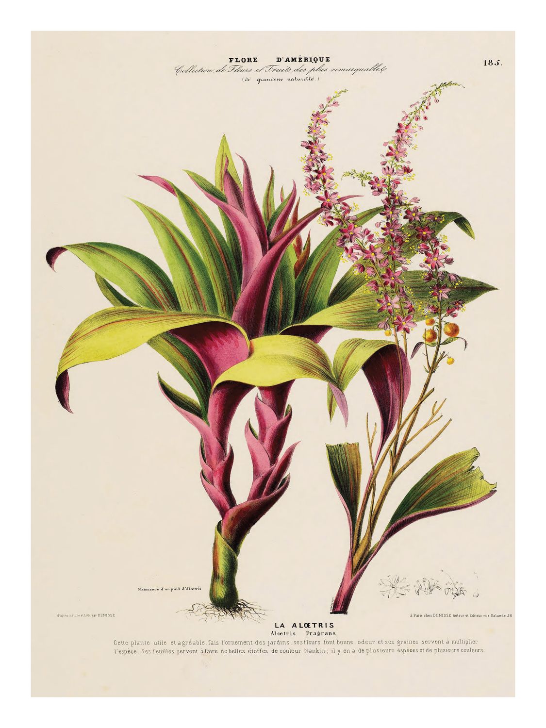 Plakat Flore III