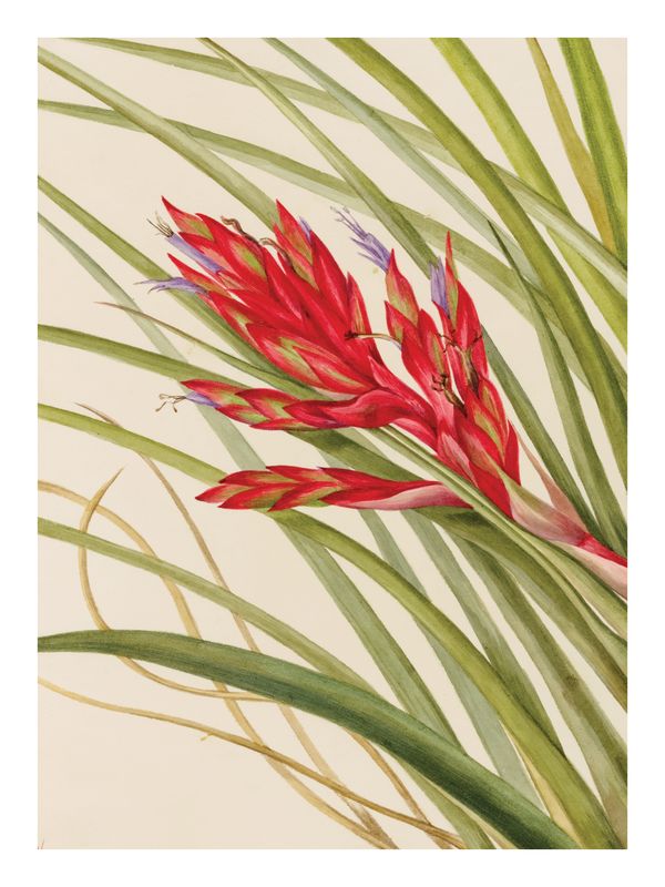 Plakat Flore V