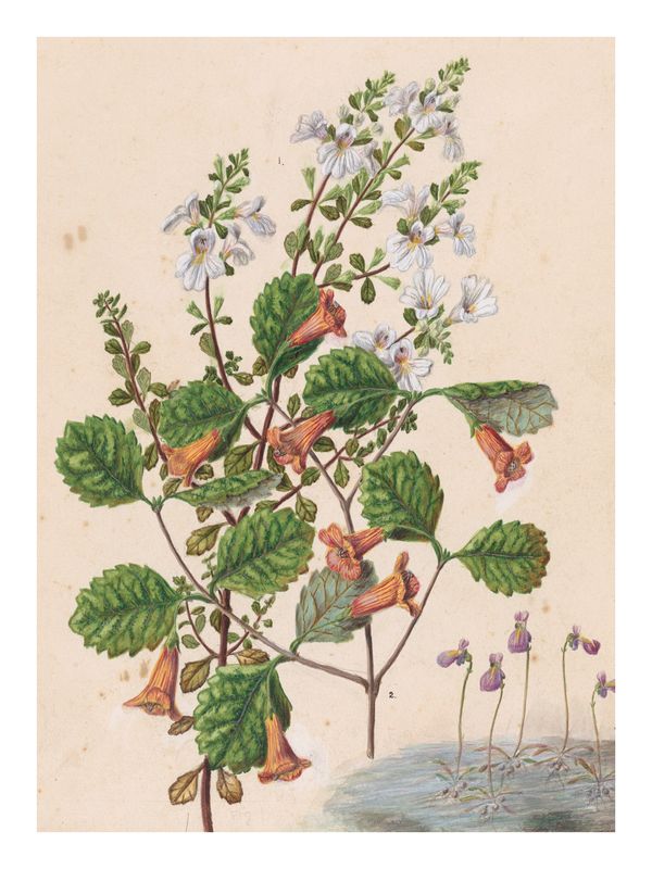 Plakat Flore IV